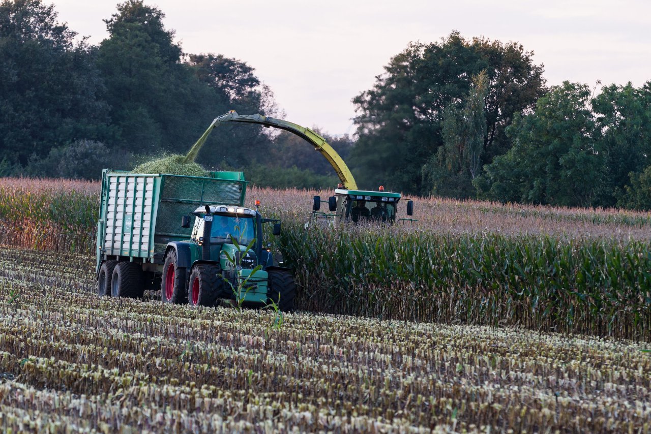 Bild 22 - Maisernte am 11.10.12